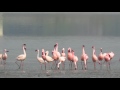 Lesser Flamingo Parade at Surat