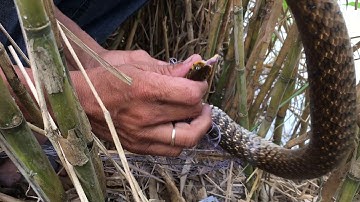 #BẫyRắnĐồngTháp #Tập128 Giăng Lưới Rắn Con Đường Mới Ngoài Ruộng Dính Rắn Nước khủng