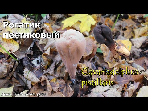 Рогатик пестиковый, редкий гриб, занесённый в К.к. | Clavariadelphus pistillaris