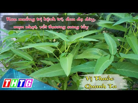 Video Rau muống trị bệnh trĩ, đau dạ dày,mụn nhọt, vết... - youtube