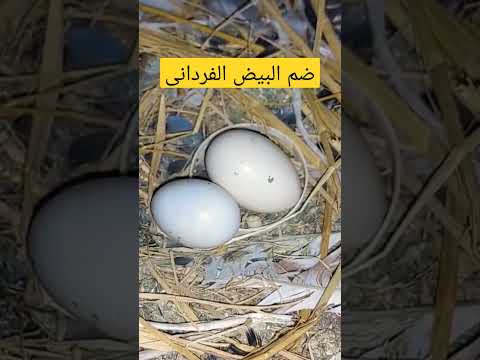 ضم بيض الحمام توفر وقت وكلفة