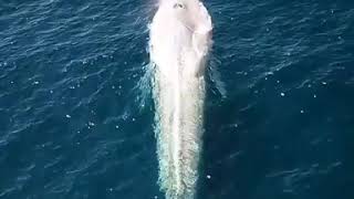 liveleak.com last breath of dying whale.