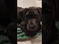 mostra o cachorro perigoso que cuida da sua casa