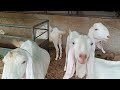 Sojat bakri palan goat farming  gujrat