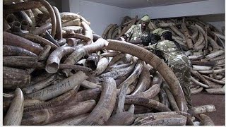 Israel proposes tougher regulations on mammoth trade