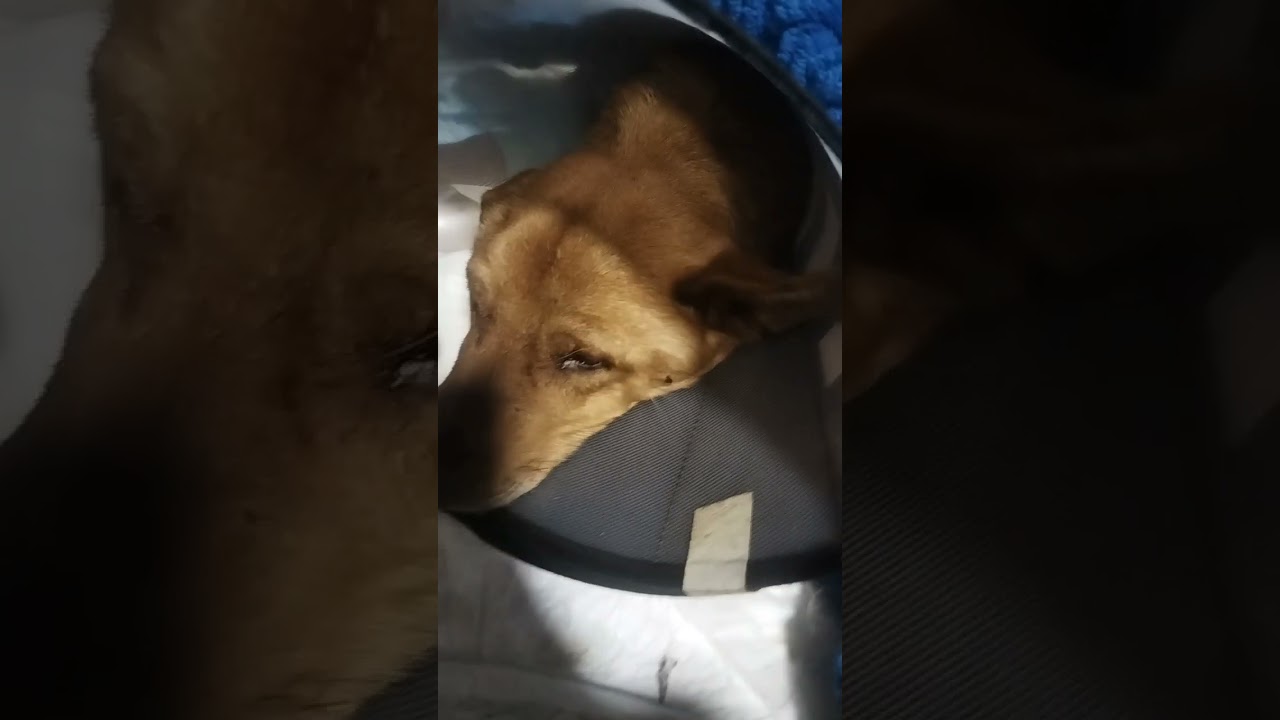 Рыжик видео на 11феф с передержки 