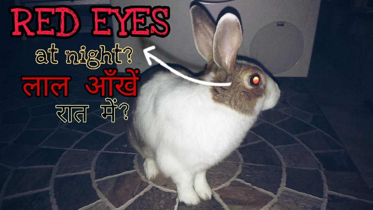 क्या खरगोश ठीक है? रात में चमकती लाल आँखें? Normal For Rabbits? Glowing ...