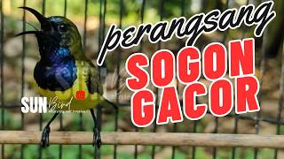 PANCINGAN SOGON GACOR MEMANGGIL LAWAN‼️Pancingan SOGON agar Emosi # PART 325