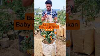 Bunga Mawar Floribunda Orange Indukan