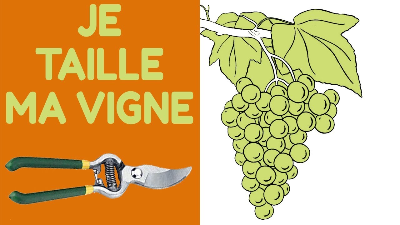 Viticulture : Je Taille Mes Pieds De Vignes
