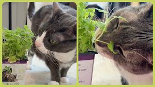 It's a Catnip Birthday! Abby & Athena are 13 years old 🎉🎉