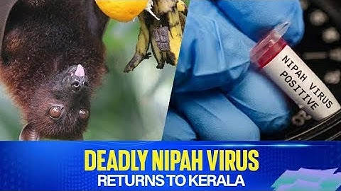 Nipah Virus Returns to Kerala |#kerala #nipahvirus #nipah #virus #health #news #veenageorge