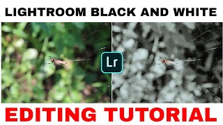 How To Edit Moody Grey Photos-Lightroom Mobile Color Grading Tutorial