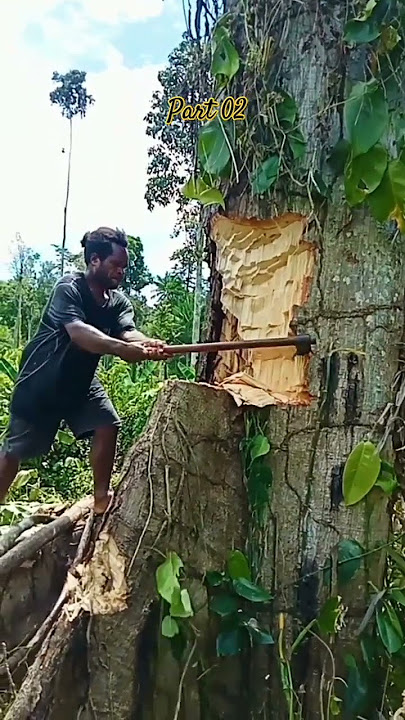 Setiap orang tentunya memiliki Skill tebang pohon besar tersendiri inilah aksinya.🪓💪🙏