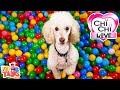 All About Poodles - ChiChi LOVE