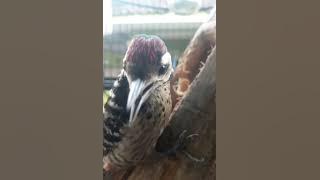 BURUNG PELATUK ULAM GACOR DOR SUARA NYARING. COCOK BUAT MASTERAN