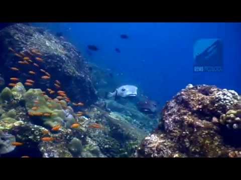 Diving Arus Balee (Bastard Current), Pulau Weh, Sumatra, Indonesia