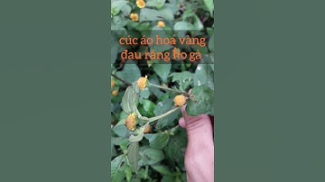 cách chữa đau răng, ho gà đơn giản hiệu quả từ cây cúc áo hoa vàng. THẢO DƯỢC VIỆT