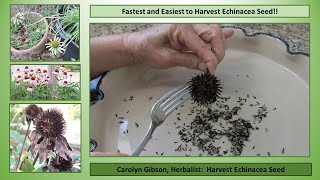 Easiest and Fastest Way to Harvest Echinacea Seed