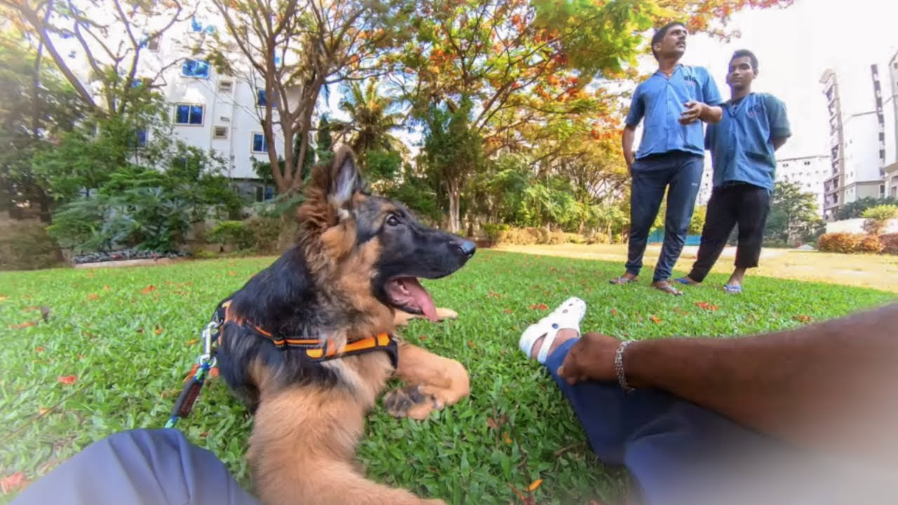 better-weather-in-bangalore-and-better-mood-for-our-gsd-puppy-ceaser