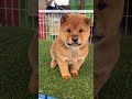 A chubby little cutie with small ears, A chubby little cutie with small ears and a silly mouth #36