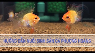 Hướng Dẫn Cách Nuôi Cá Phượng Hoàng Sinh Sản - Cụ Thể - Chi Tiết!