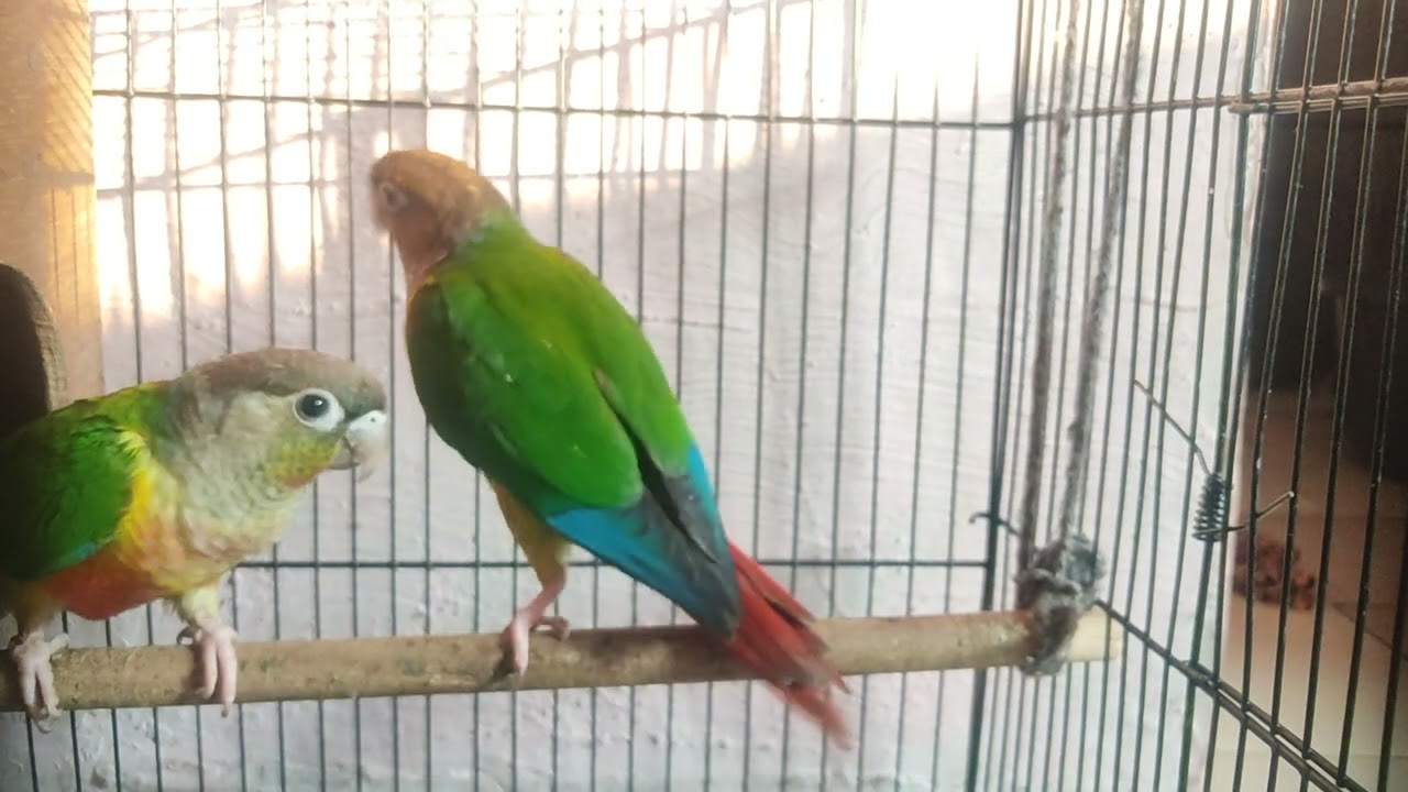 conure parrots are fighting and got angered 😡#daily vlogs