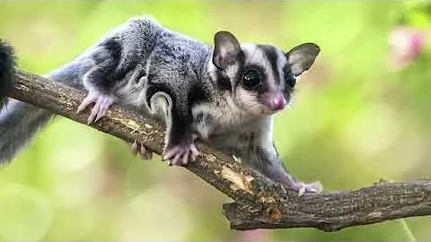 Самые Милые Экзотические Животные, Которые вы Захотите Завести