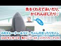 魚をくわえて泳いだり、かくれんぼしたり♪　小松トレーナー＆ラビーちゃんのまったりタイム【2020年2月13日　鴨川シーワールド　シャチパフォーマンス】