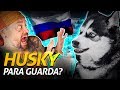 HUSKY É UM BOM CÃO DE GUARDA | Richard Rasmussen