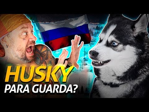 Vídeo: Como Os Huskies Siberianos São Caprichosos