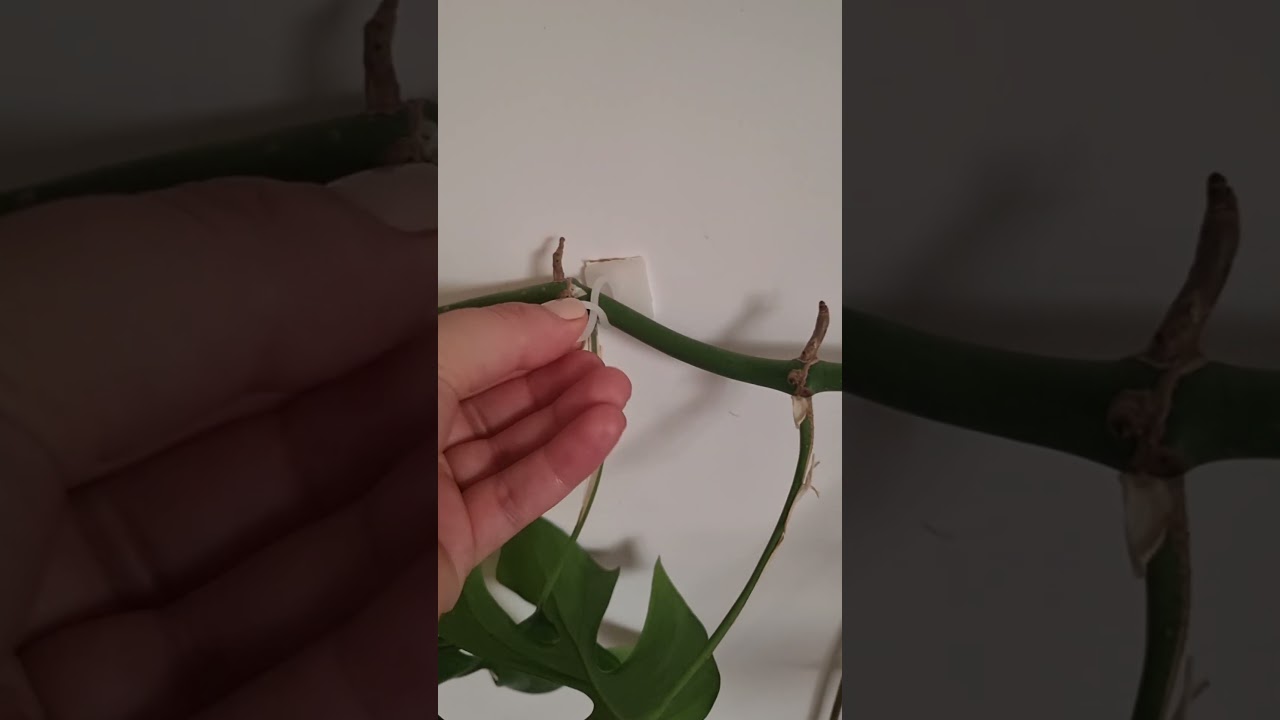 hanging plants accessories ideas | monstera minima decoration wall 