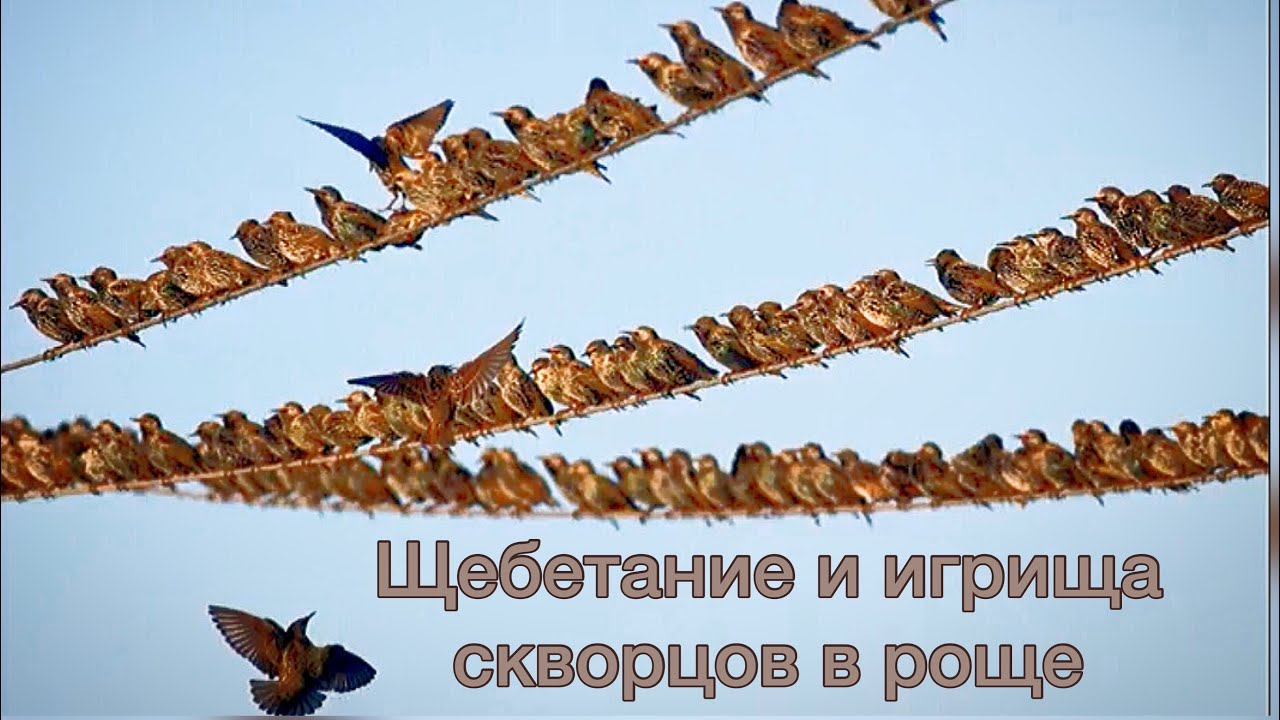 Щебечущие стаи скворцов 1 июня 2021 год Новороссийск. Как поют скворцы! Щебетание скворцов! Игрища!
