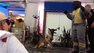 2012 Eastern States "Big E" demonstration with police dogs from State of Connecticut State Police