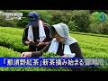 「那須野紅茶」生産へ 新茶摘み始まる 那珂川・大金茶園 ドローンから撮影