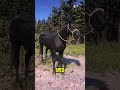 Top 3 Black Horses in RDR2