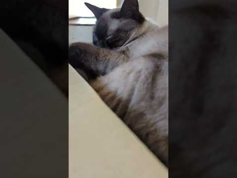 シャム猫の夏休み - Cats have a rest in summer - #Shorts