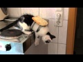 Amazing buttered cat paradox must see