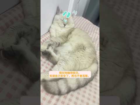 善心家庭救助地上奄奄一息的虛弱小貓 #小貓 #小貓救援 #小貓故事 #虛弱小貓 #感人小貓
