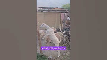 آيات بينات من الذكر الحكيم #قران_كريم #كتاب_الله #كن_مع_الله_ولا_تبالي