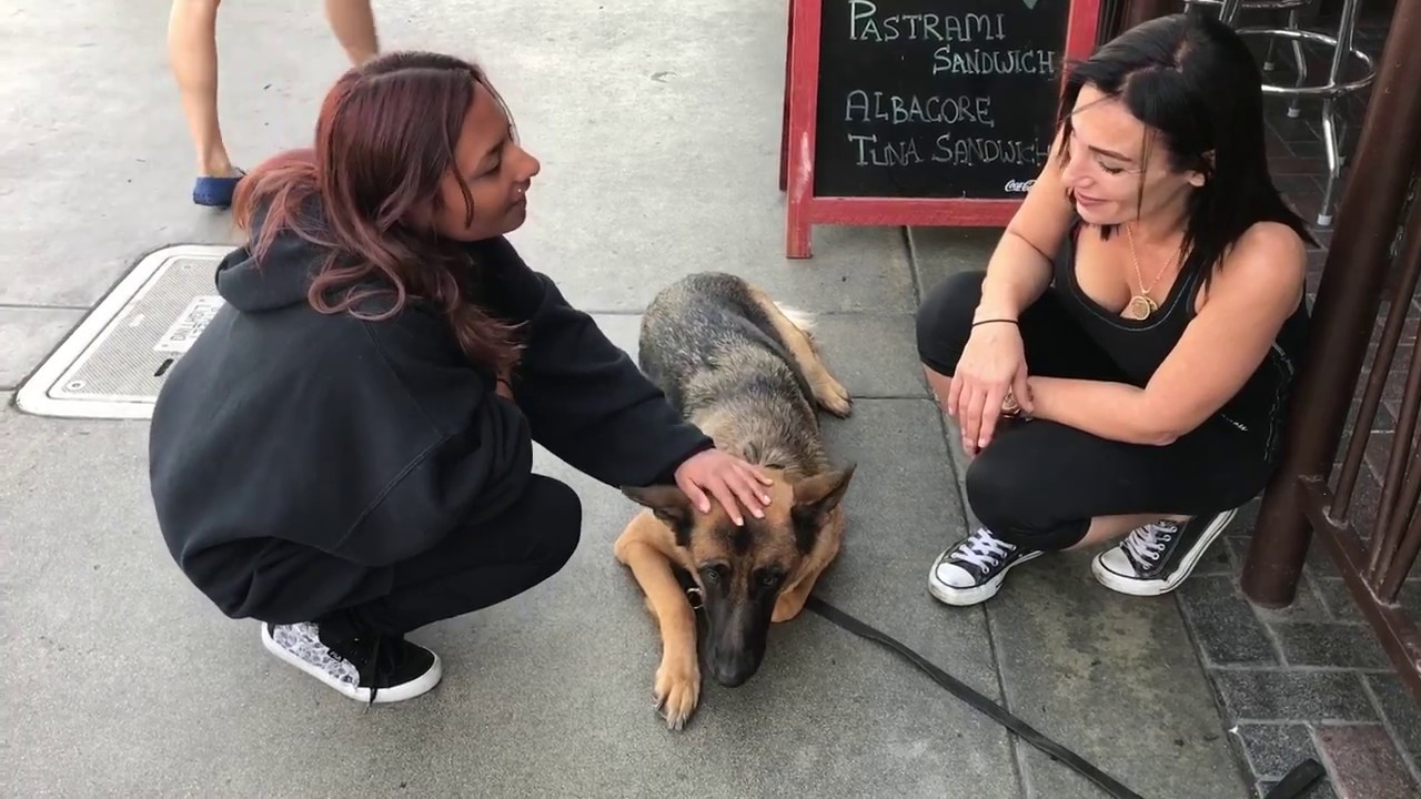 prosaic Dylan Maxwell Blau from EPIC DOG PROS with Epic Gyro in Huntington Beach, California Dog Training!