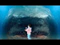 Почему В Океанариумах Нет Больших Белых Акул