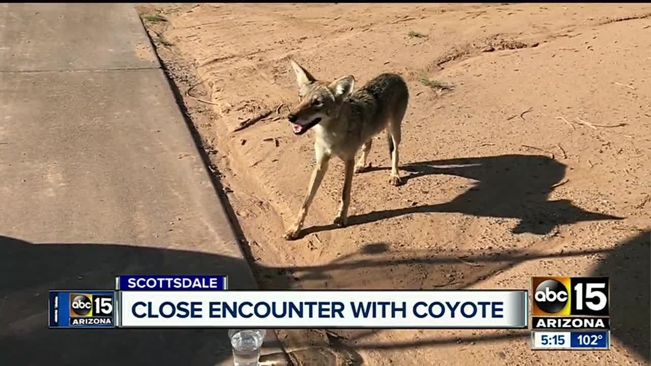 Arizona Golf Course Workers Save Coyote Puppy Covered In Cactus Spines  (PHOTOS, VIDEO)