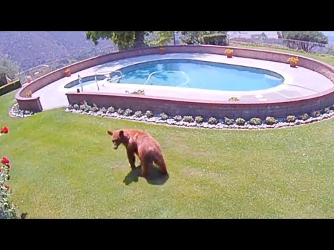 Bear Takes a Dip In The Pool | Ring TV