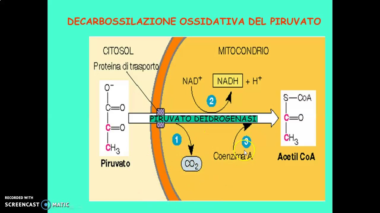 A Cosa Serve Il Ciclo Di Krebs