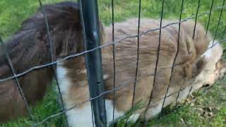 We're just scraping the fence here 🙋‍♂️ Ragdoll cat loving fencescraping 🫠🫠