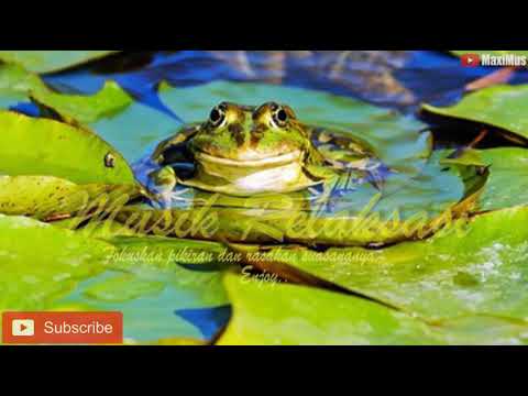 Suara Katak dikala gerimis || sebelum tidur mendengar suara ini dijamin tidur lebih nyenyak
