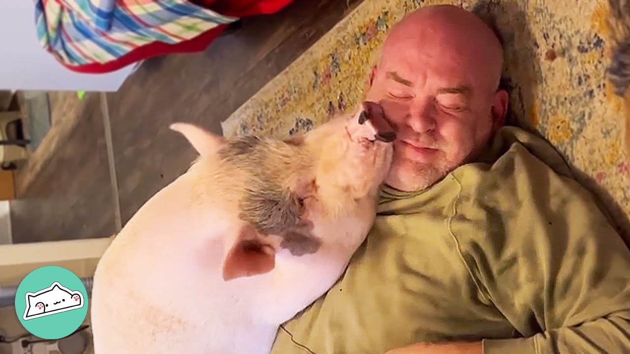 Man Didn’t Want a Pig But Now They Are Best Friends | Cuddle Farm