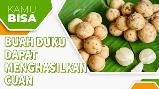 MENDAPATKAN CUAN DARI BUDIDAYA BUAH DUKU!