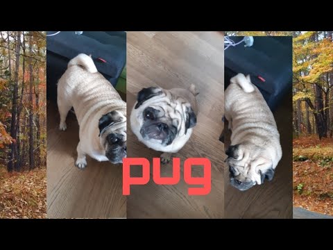 Video: Paano Maligo Ng Pug